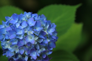 アジサイ