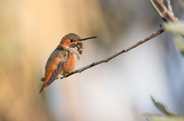 Allen's male hummingbird