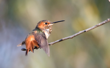 Allen's male hummingbird