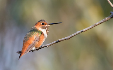 Allen's male hummingbird
