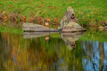 Stockenten (Anas platyrhynchos) schlafen in der Sonne