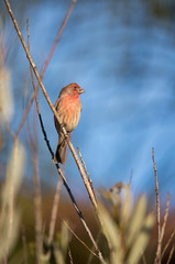 songbird on perch