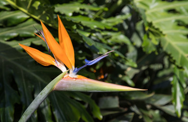 bird of paradise in bloom