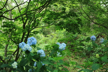 シチダンカ（アジサイ） ［七段花］