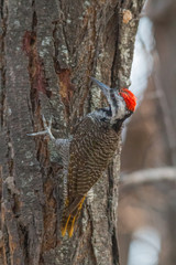 Golden tailed woodpecker on a tree, Botswana, Africa