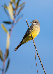 yellow flycatcher on perch