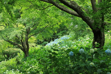 神戸市立森林植物園のアジサイ