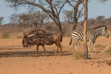 Fototapeta na wymiar Blue wildebeest at the rim of the kalahari, Namibia, Africa