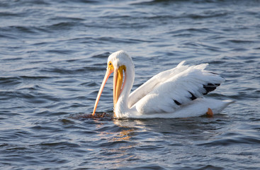 while pelican in lake
