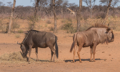 Blue wildebeest at the rim of the kalahari, Namibia, Africa