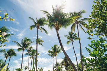 palm trees on beach