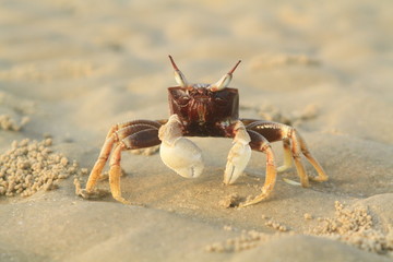 crab on the beach