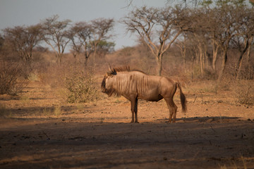 Blue wildebeest at the rim of the kalahari, Namibia, Africa