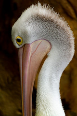 Australian Pelican neck