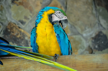 Arara Azul