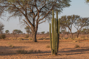 Cactus and trees in the Kalahari, Namibia, Africa