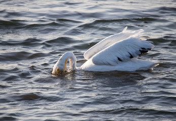 while pelican in lake