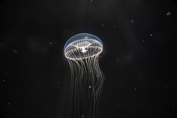 Jellyfish 2