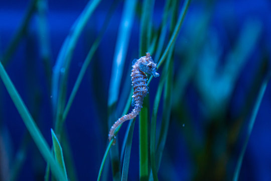 Dwarf Seahorse