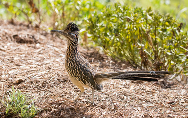 Roadrunner bird hunting insects