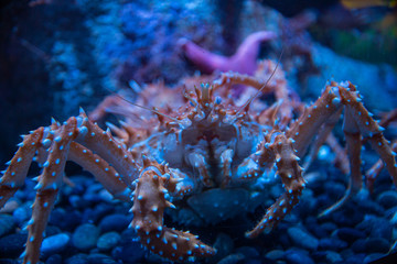 Spiny Crab