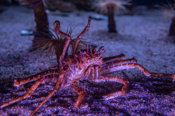 Spiny Spider Crab
