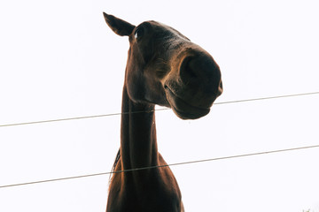 horse portrait