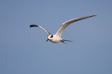 arctic tern in flight