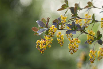 branches with flowers European barberry (Berberis vulgaris). Berberis vulgaris, also known as common barberry, European barberry or simply barberry. Yellow flower bush.