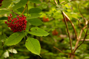 red berries on a branch