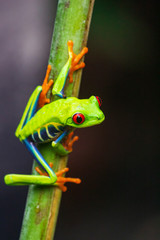 Costa Rica Frog