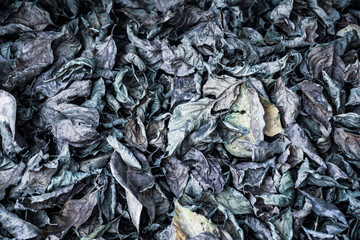 The background of the dry leaves of the ground