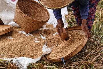 Hands of an old woman collects grain of ripe rice in field. Close-up. A common practice done in...