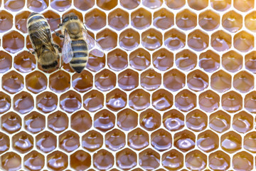Abstract hexagon structure is honeycomb from bee hive filled with golden honey. Bees working on...
