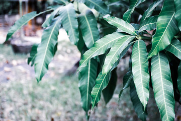 Obraz premium Leaves from the branches in the garden