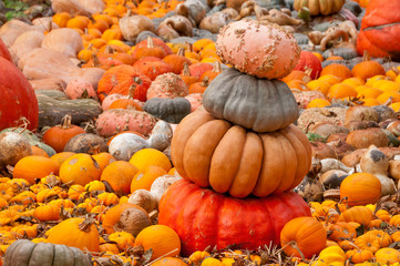 Pumpkins at the Arboretum