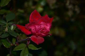 A red rose deep in the garden