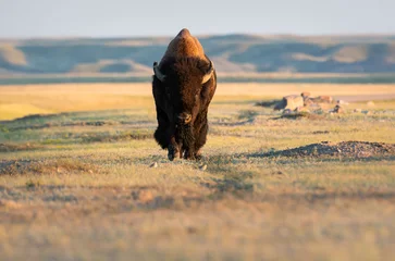 Rolgordijnen Bison in the prairies © Jillian