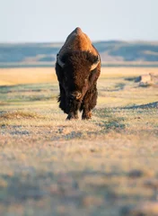 Fotobehang Bison in the prairies © Jillian