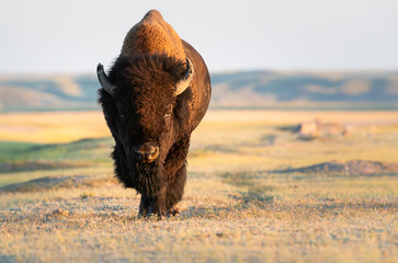 Bison in the prairies