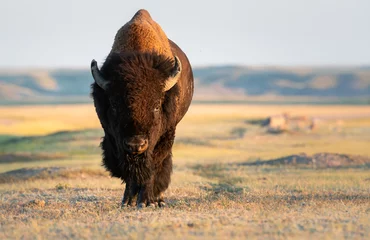Foto op Plexiglas Bison in the prairies © Jillian