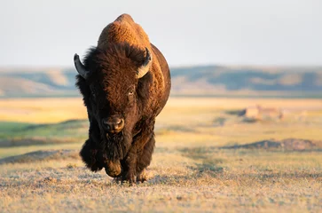Foto op Plexiglas Buffel Bizons in de prairies