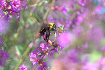 飛び立つ瞬間　クマバチ