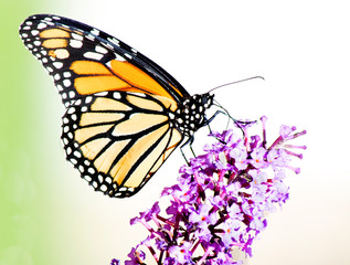 Monarch butterfly perched on purple butterfly bush flower with white and green plain background