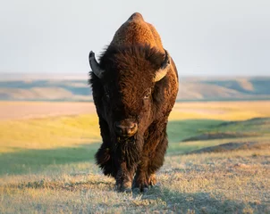 Rucksack Bison in der Prärie © Jillian