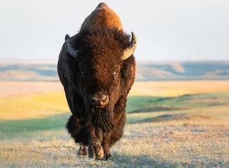 Rolgordijnen Bison in the prairies © Jillian