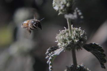 abeja volando en flor menta