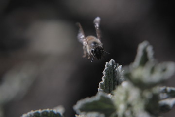 abeja volando en flor menta