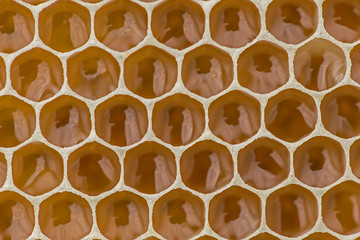 Honeycomb filled with fresh golden honey. Hexagonal texture. Real fresh honeycomb texture pattern....