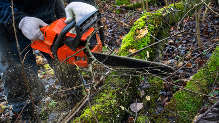 Man with chainsaw cutting the old tree